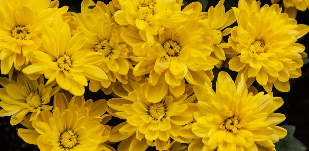 All facts about chrysanthemum Order chrysanthemum flowers Floral N5