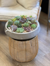 NO. 398 - ROUND SUCCULENT ARRANGEMENT