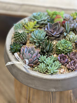NO. 398 - ROUND SUCCULENT ARRANGEMENT