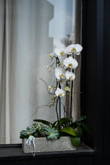 NO.891 - Elegant Orchids