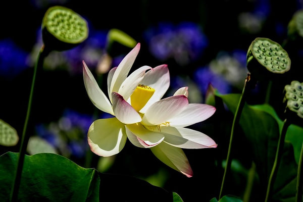 Things you didn't know about lotus flowers