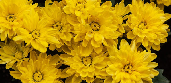 All facts about chrysanthemum