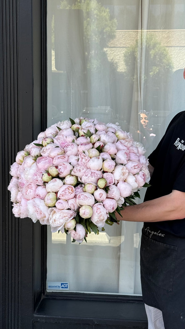 Peony Dreams MD