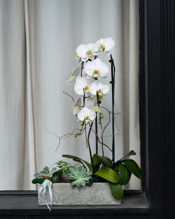 NO.891 - Elegant Orchids