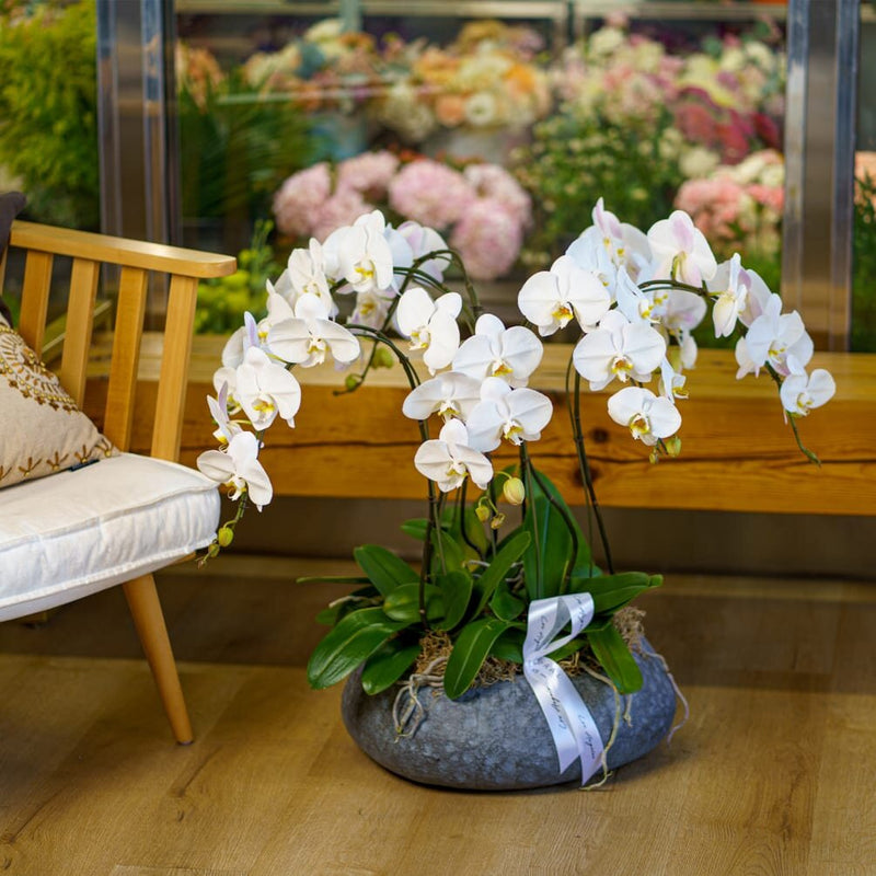 NO.160 - WHITE ORCHIDS IN THE CERAMIC POT - order in Flower Shop N5 LA