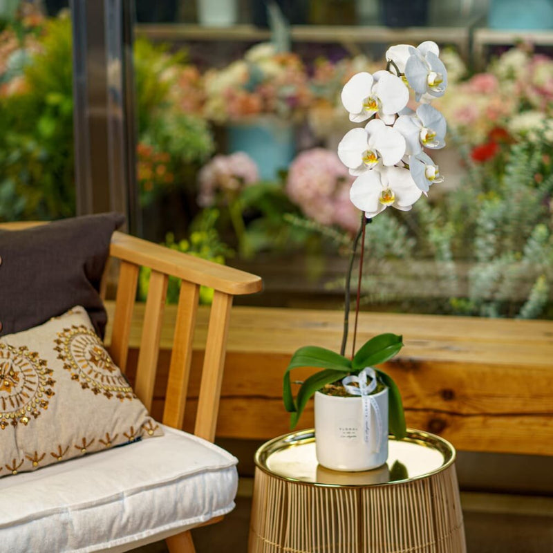 NO.159 - WHITE ORCHID IN THE POT - order in Flower Shop N5 LA