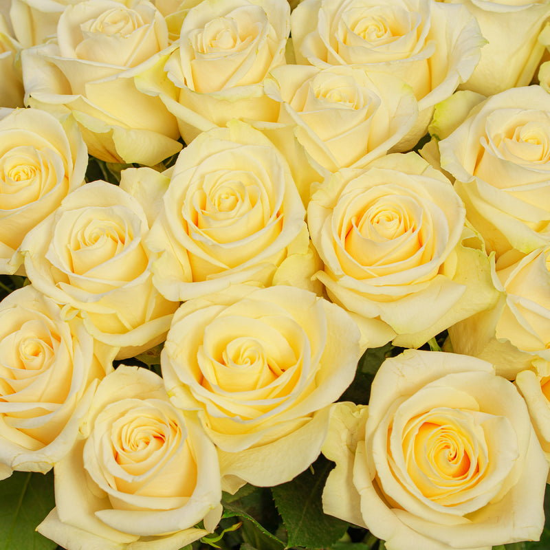 NO.161 - White white Roses - order in Flower Shop N5 LA