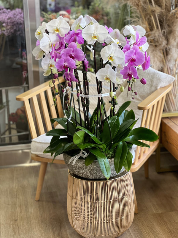 NO.170 - WHITE and PURPLE ORCHIDS IN THE CERAMIC POT - order in Flower Shop N5 LA